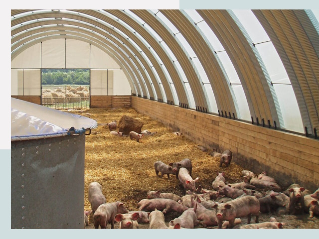 Строительство свинарников в Вязниках